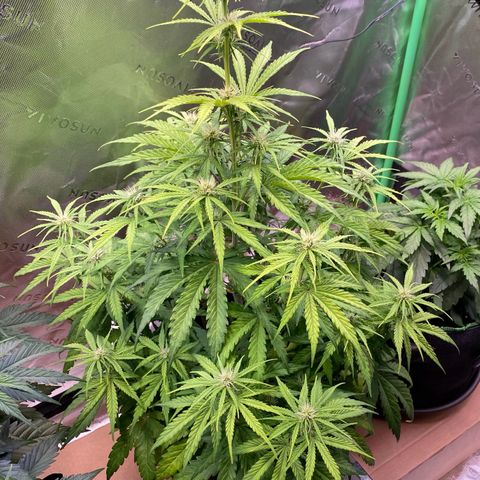 Amnesia Haze Auto growlog timeline photo