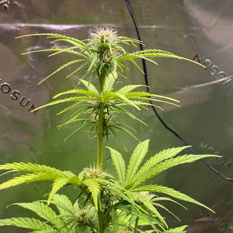 Amnesia Haze Auto growlog timeline photo