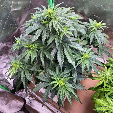Cookies Gelato Auto growlog timeline photo