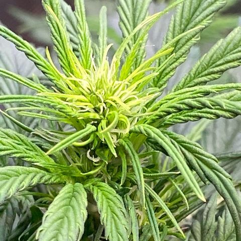 Cookies Gelato Auto growlog timeline photo