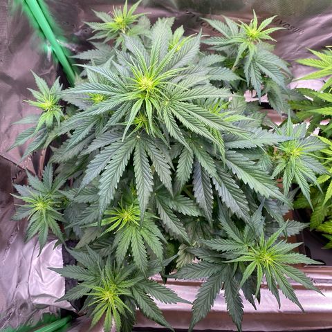 Cookies Gelato Auto growlog timeline photo
