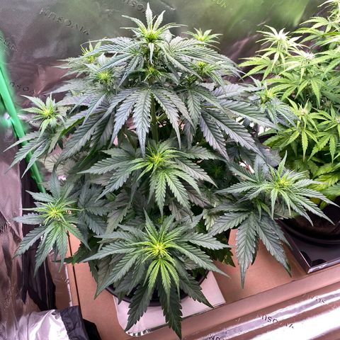 Cookies Gelato Auto growlog timeline photo