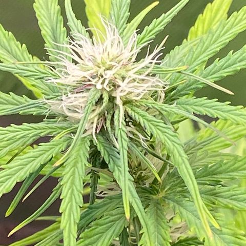 Amnesia Haze Auto growlog timeline photo