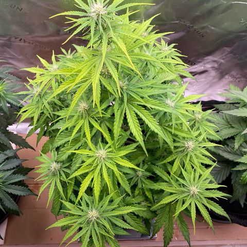 Amnesia Haze Auto growlog timeline photo