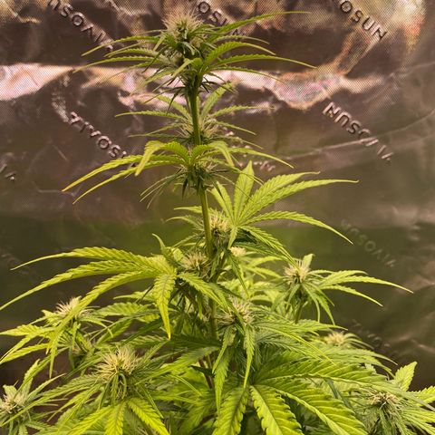 Amnesia Haze Auto growlog timeline photo
