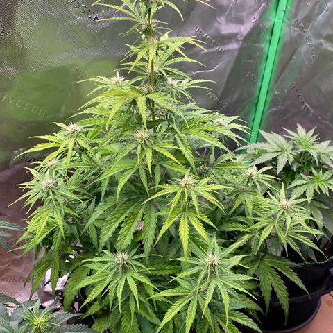 Amnesia Haze Auto growlog timeline photo