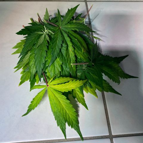 Amnesia Haze Auto growlog timeline photo