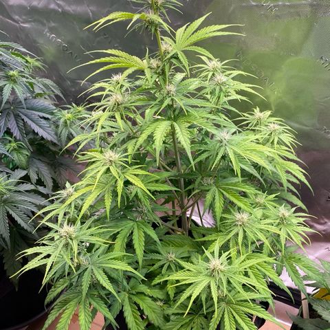 Amnesia Haze Auto growlog timeline photo
