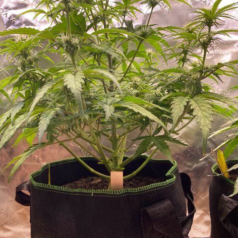 Amnesia Haze Auto growlog timeline photo