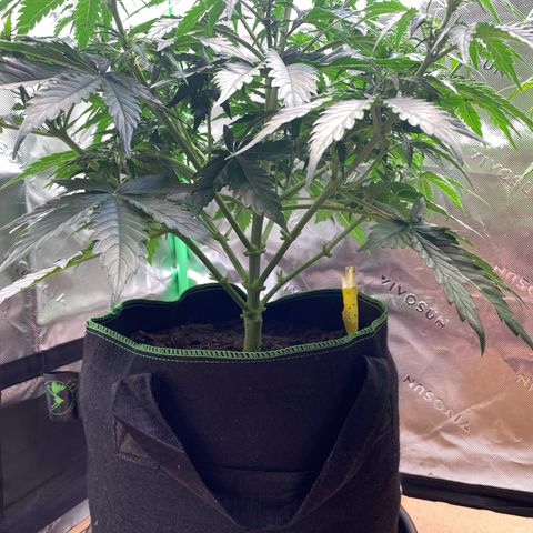 Cookies Gelato Auto growlog timeline photo