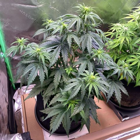 Cookies Gelato Auto growlog timeline photo