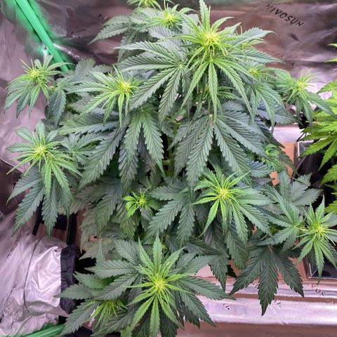 Cookies Gelato Auto growlog timeline photo