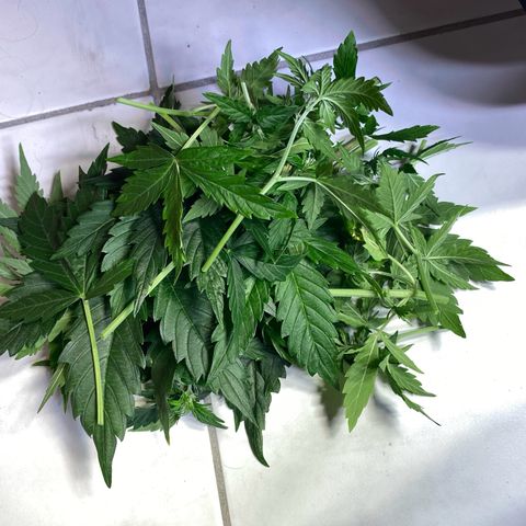 Cookies Gelato Auto growlog timeline photo