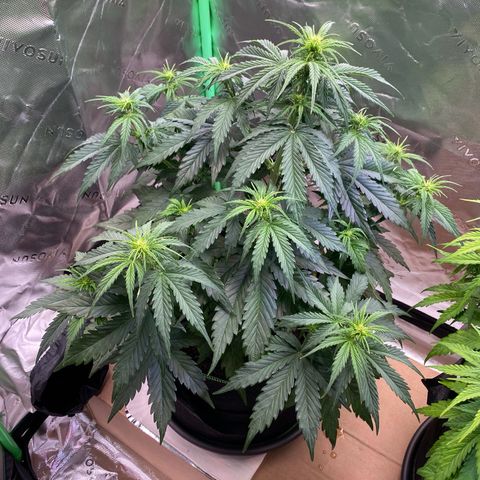 Cookies Gelato Auto growlog timeline photo
