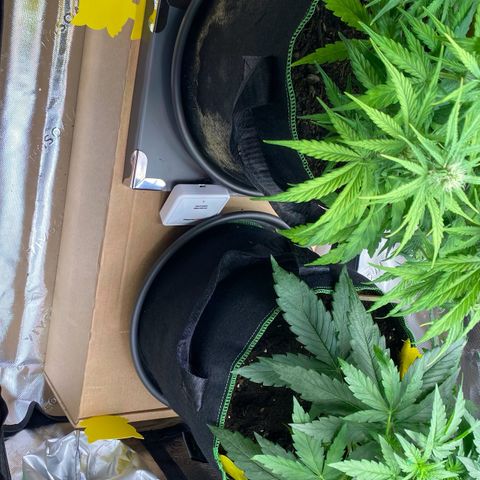Amnesia Haze Auto growlog photo: Gebfallen in den Töpfen und im Zelt verteilt.