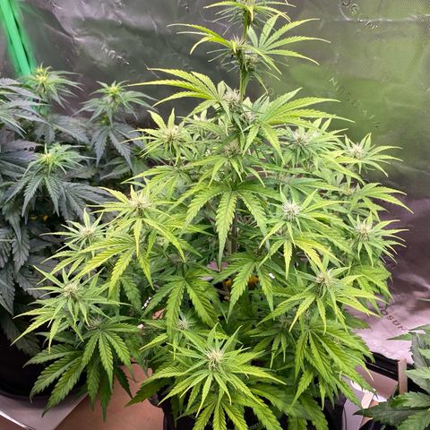 Amnesia Haze Auto growlog timeline photo