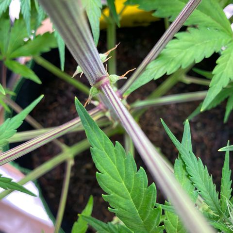 Amnesia Haze Auto growlog timeline photo