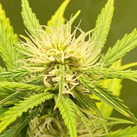 Amnesia Haze Auto growlog timeline photo