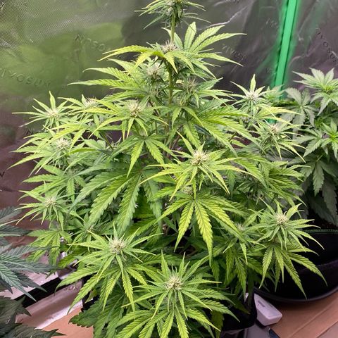 Amnesia Haze Auto growlog timeline photo