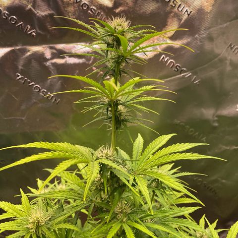 Amnesia Haze Auto growlog timeline photo