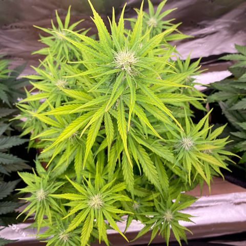 Amnesia Haze Auto growlog timeline photo