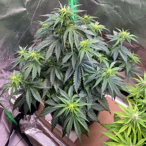 Cookies Gelato Auto growlog timeline photo