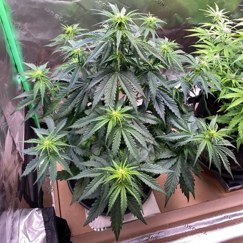 Cookies Gelato Auto growlog timeline photo