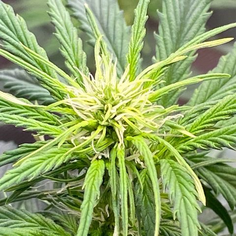 Cookies Gelato Auto growlog timeline photo