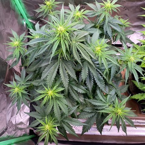 Cookies Gelato Auto growlog timeline photo