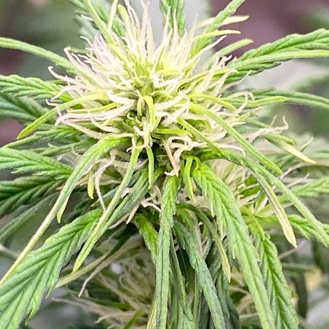 Amnesia Haze Auto growlog timeline photo