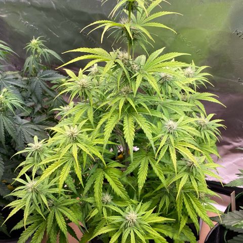 Amnesia Haze Auto growlog timeline photo