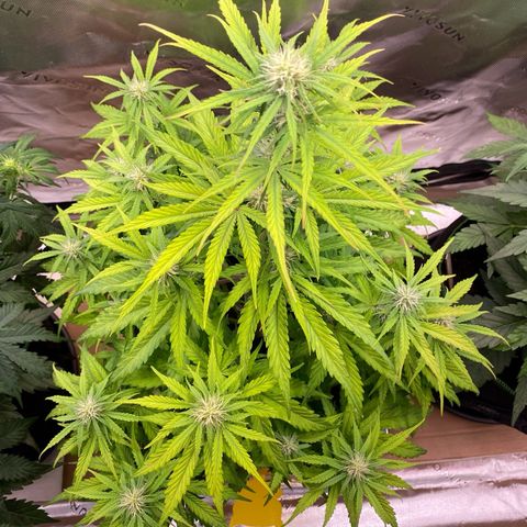 Amnesia Haze Auto growlog timeline photo