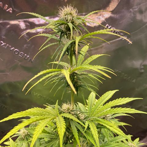 Amnesia Haze Auto growlog timeline photo