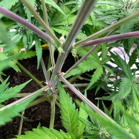 Amnesia Haze Auto growlog timeline photo
