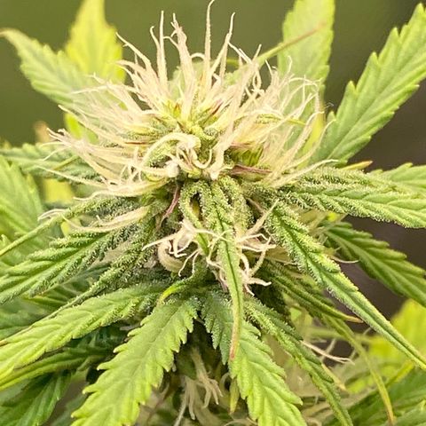 Amnesia Haze Auto growlog timeline photo