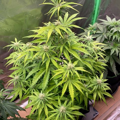 Amnesia Haze Auto growlog timeline photo