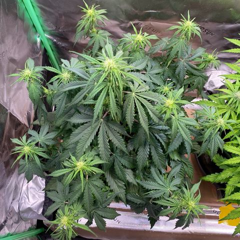 Cookies Gelato Auto growlog timeline photo