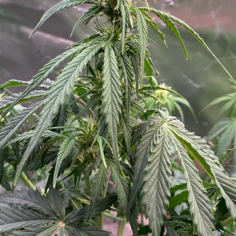 Cookies Gelato Auto growlog timeline photo