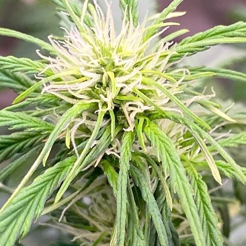 Cookies Gelato Auto growlog timeline photo
