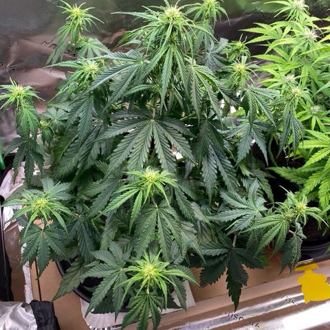 Cookies Gelato Auto growlog timeline photo