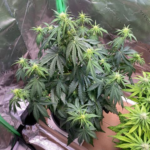 Cookies Gelato Auto growlog timeline photo