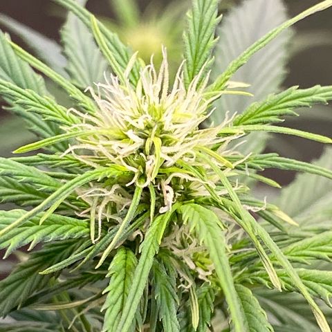 Cookies Gelato Auto growlog timeline photo