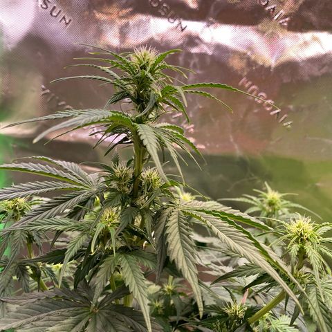 Cookies Gelato Auto growlog timeline photo