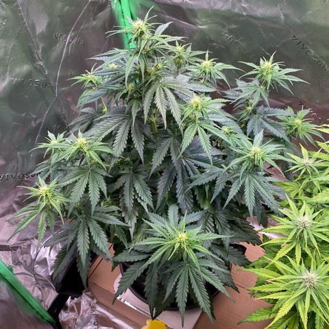 Cookies Gelato Auto growlog timeline photo