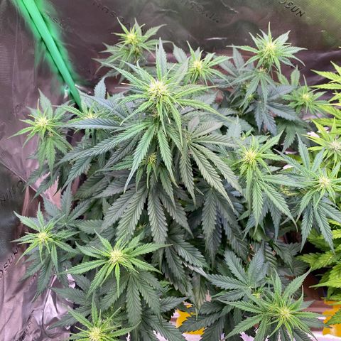 Cookies Gelato Auto growlog timeline photo