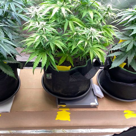 Cookies Gelato Auto growlog timeline photo
