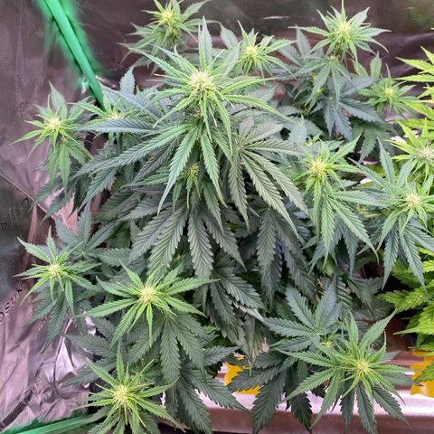 Cookies Gelato Auto growlog timeline photo
