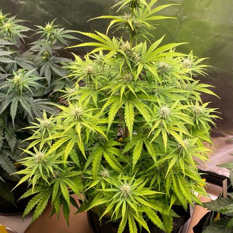 Amnesia Haze Auto growlog timeline photo