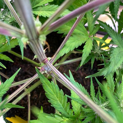 Amnesia Haze Auto growlog timeline photo