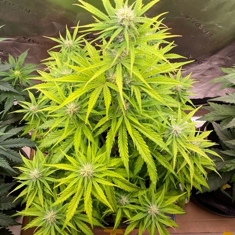 Amnesia Haze Auto growlog timeline photo